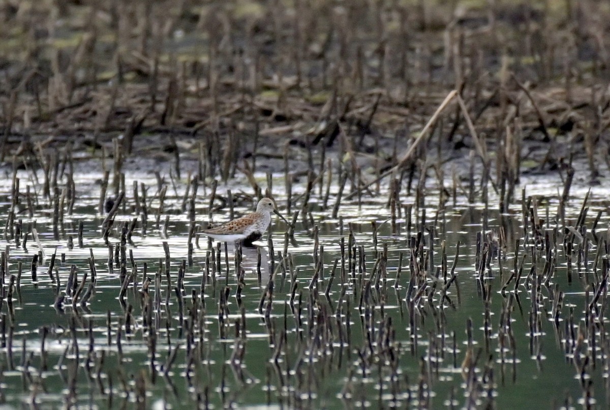 Dunlin - ML619265052