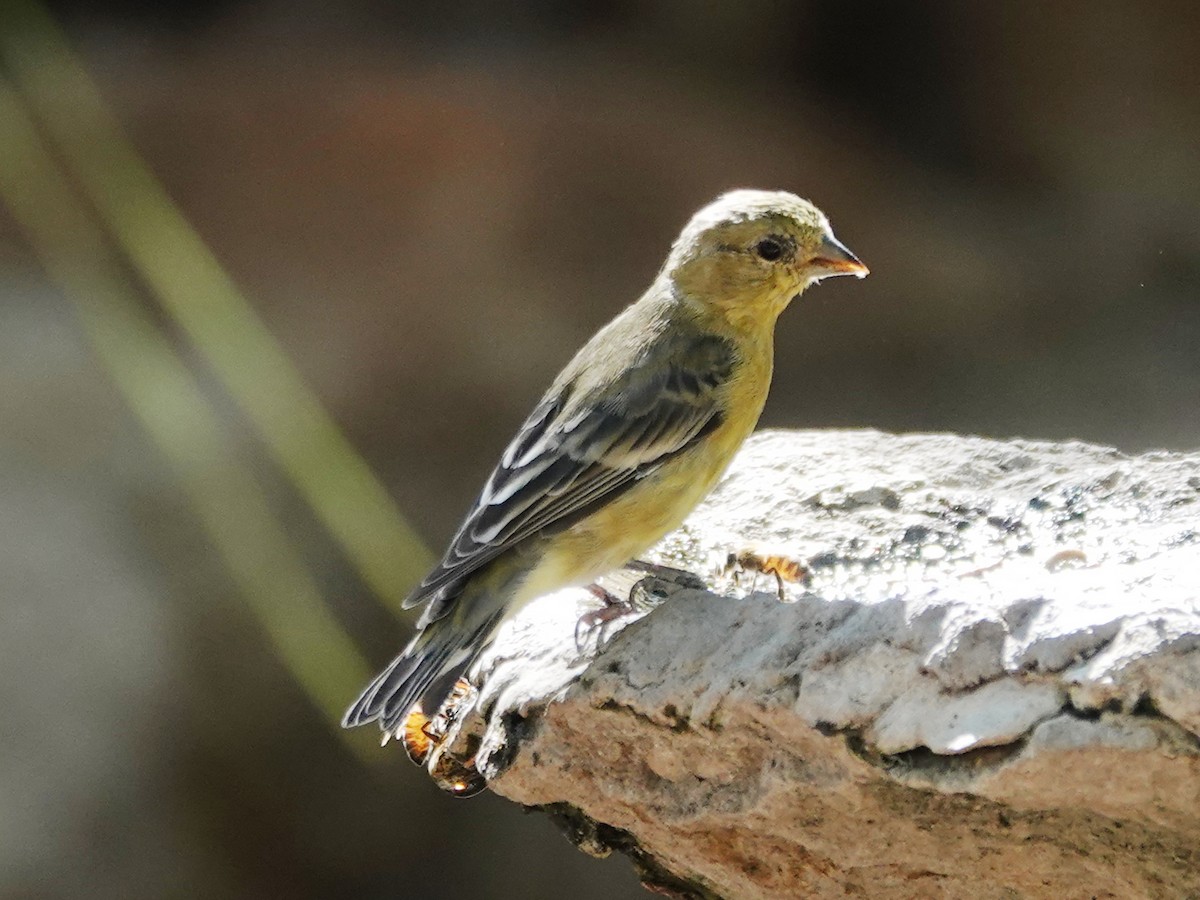 Lesser Goldfinch - Barry Reed