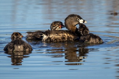 Pied-billed Grebe - John Richards