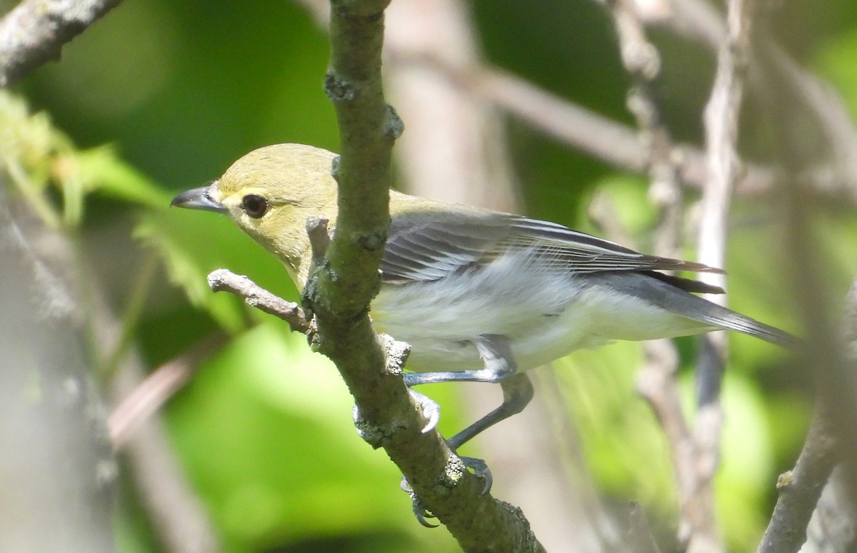 Yellow-throated Vireo - Matt Tobin