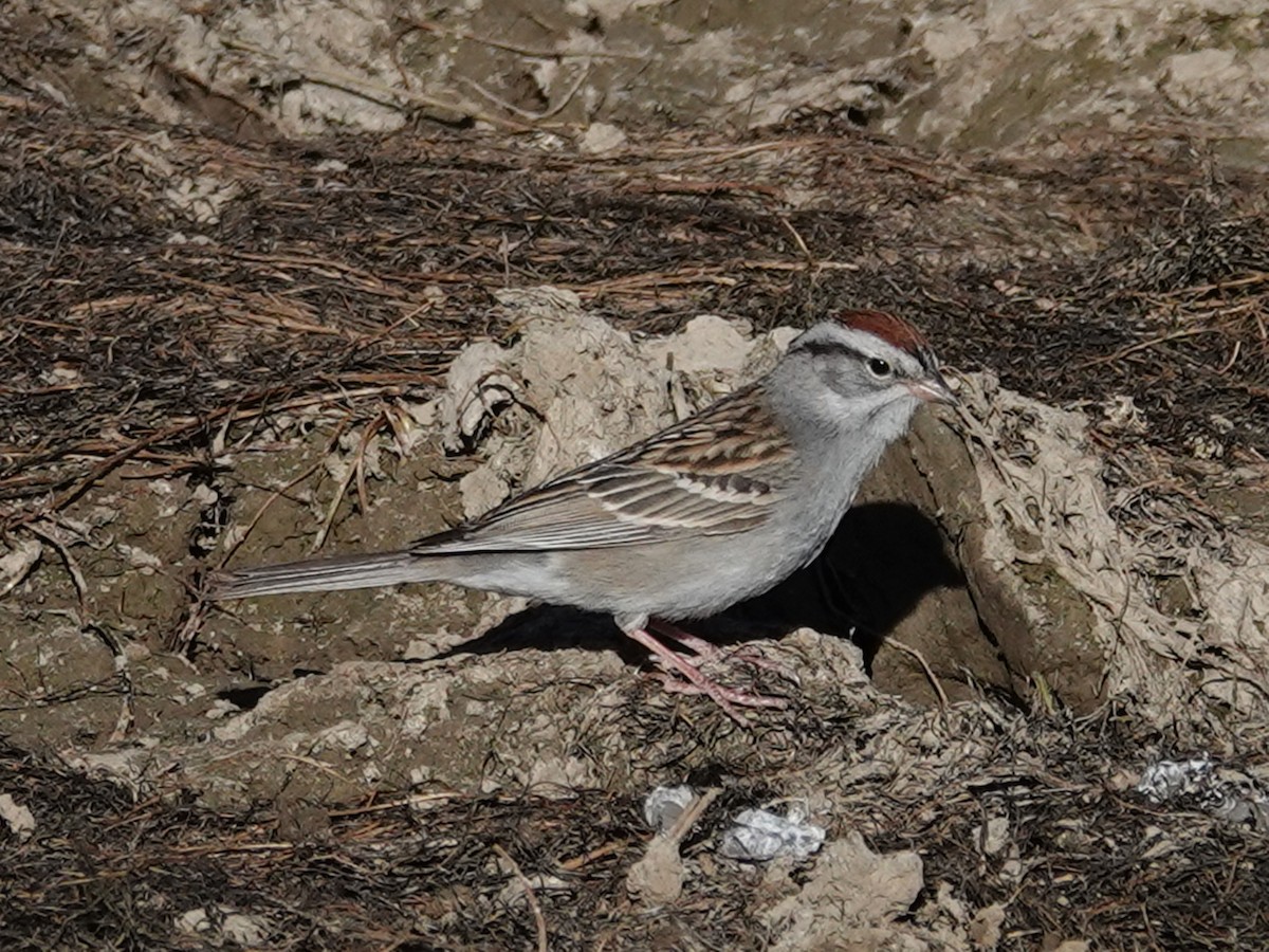 Chipping Sparrow - Barry Reed