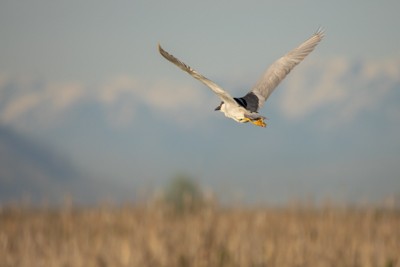 Black-crowned Night Heron - ML619265070