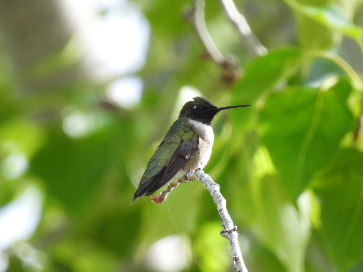 Black-chinned Hummingbird - Tina Toth