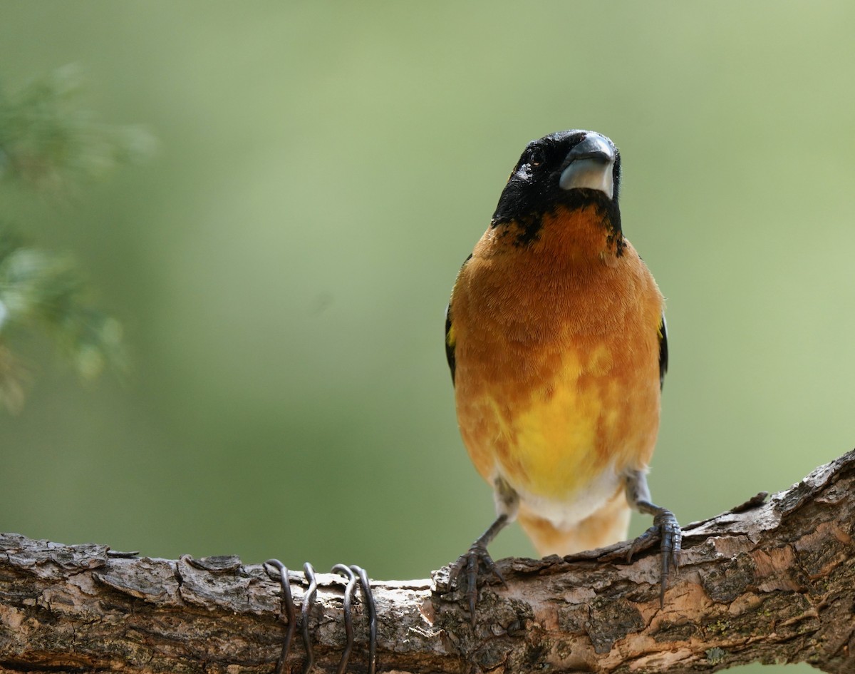 Black-headed Grosbeak - Sibylle Hechtel