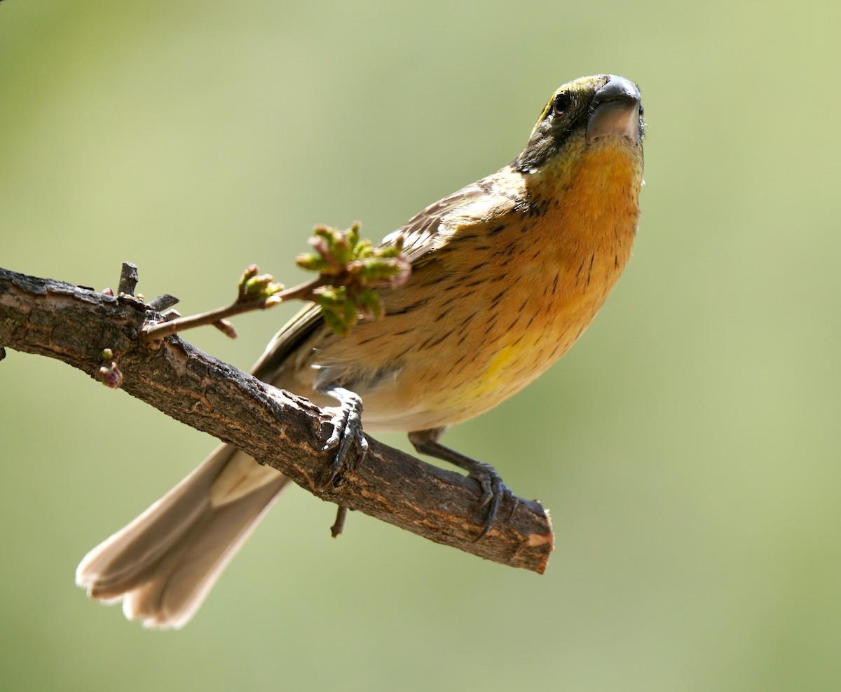 Black-headed Grosbeak - ML619265086