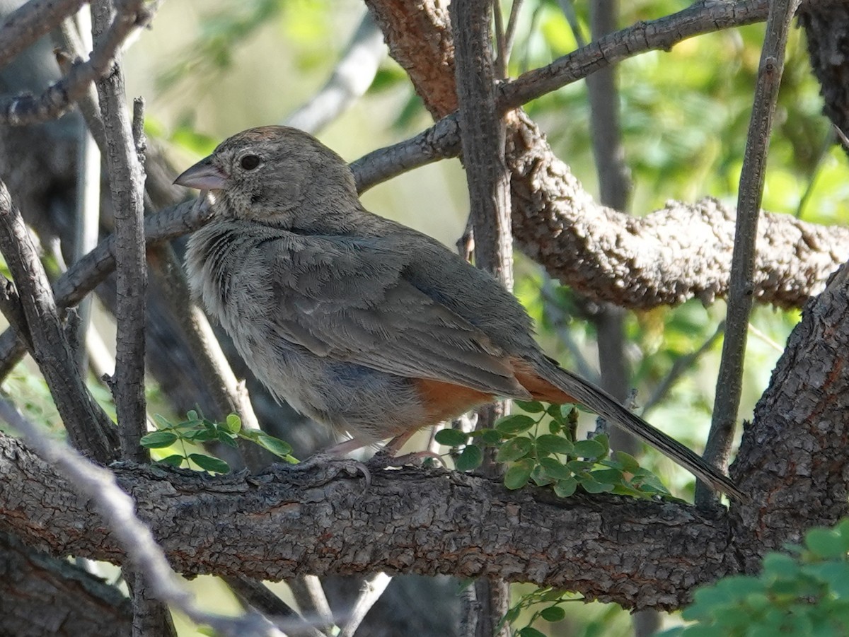 Canyon Towhee - Barry Reed