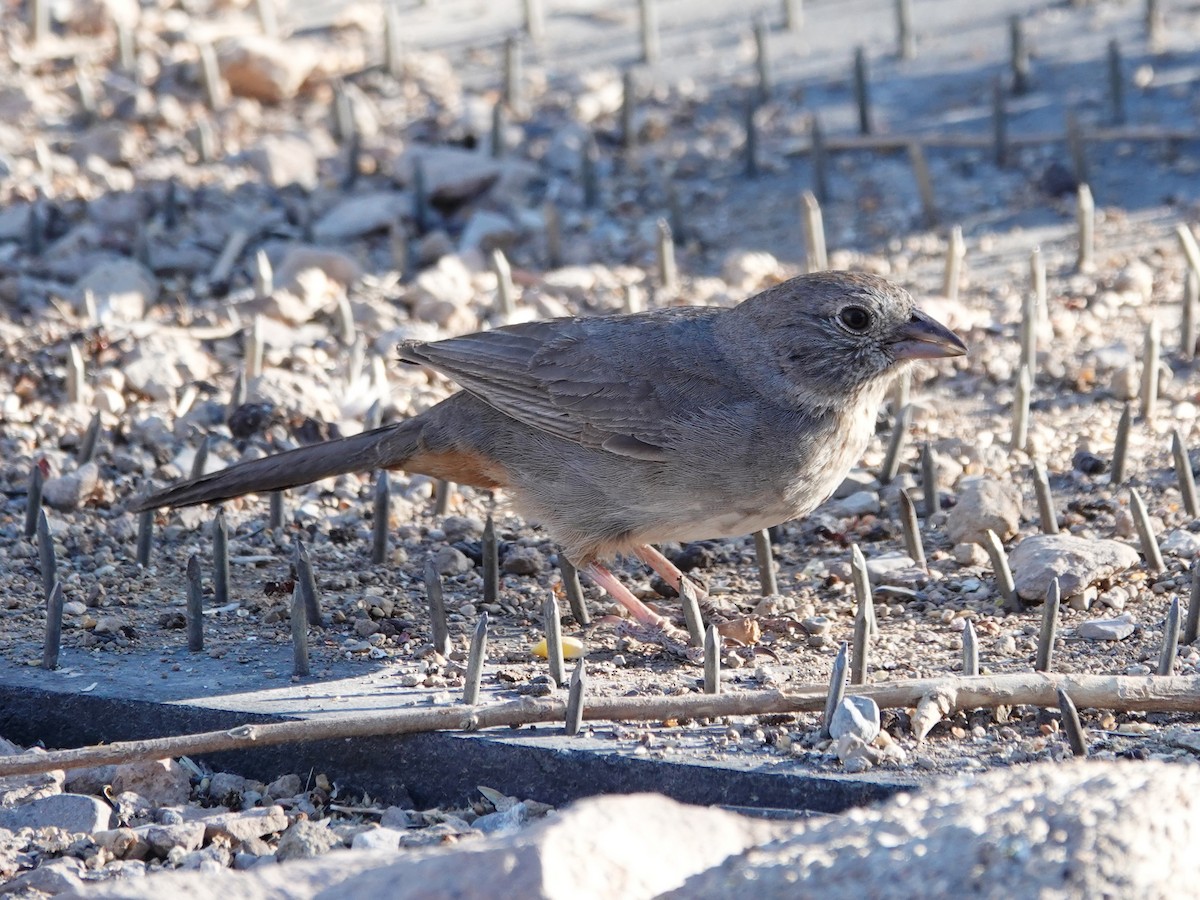 Canyon Towhee - Barry Reed