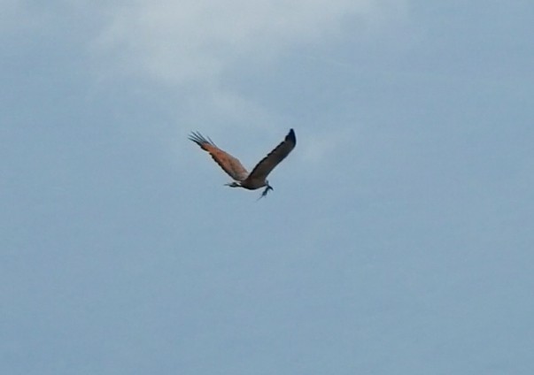 Savanna Hawk - Jorge Eduardo Mariño Indaburu @SmartBirding