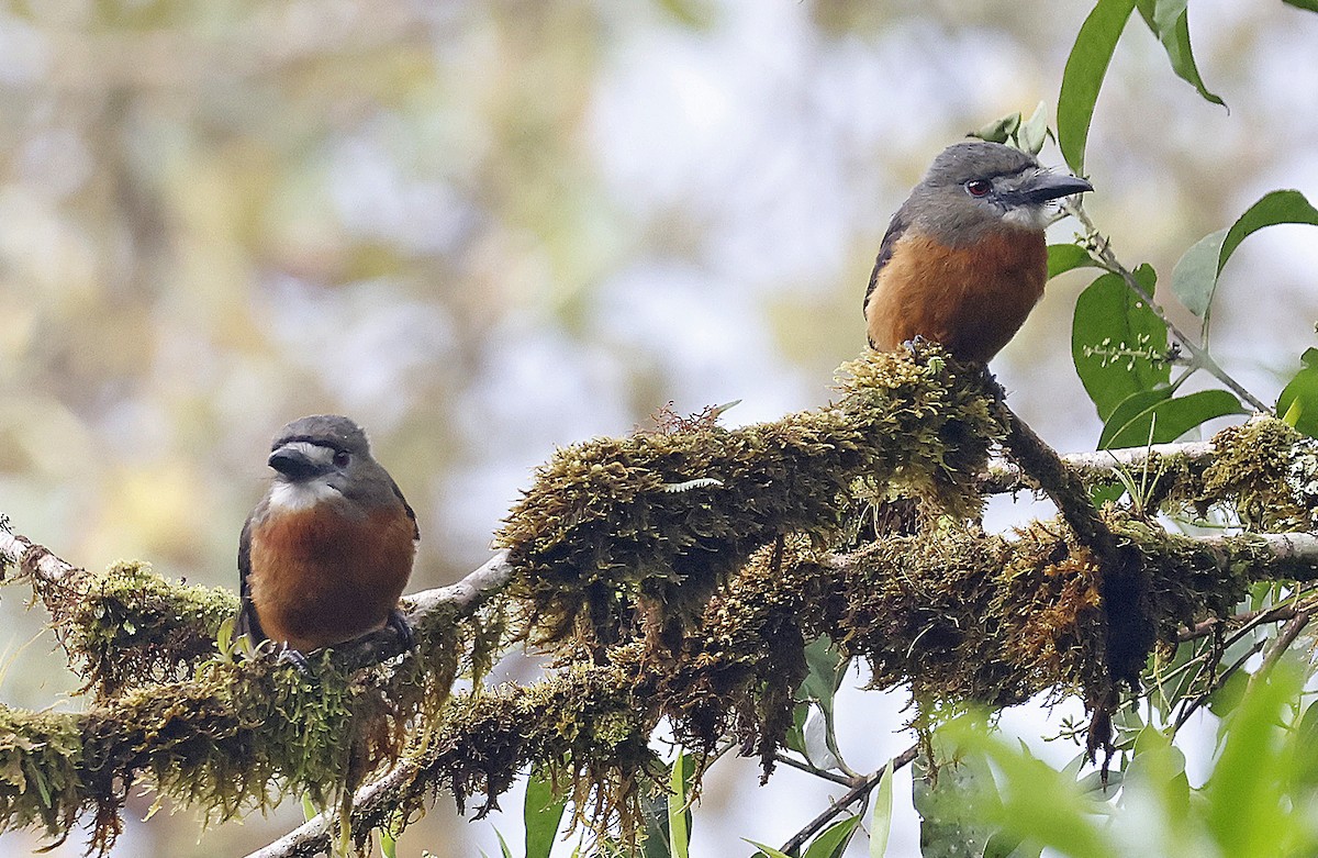 White-faced Nunbird - ML619265094