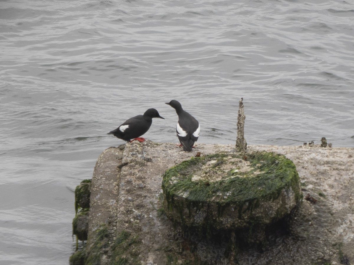 Pigeon Guillemot - Steven Hunter