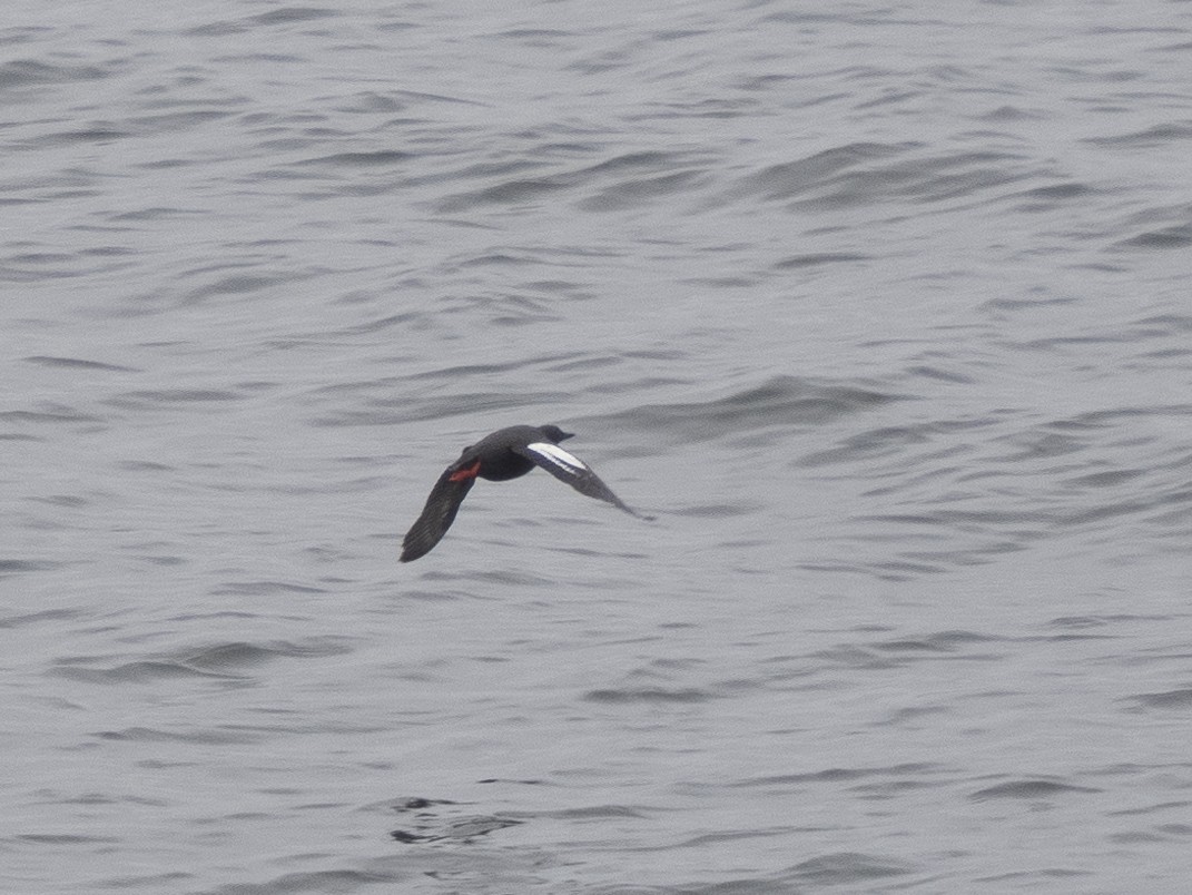 Pigeon Guillemot - Steven Hunter