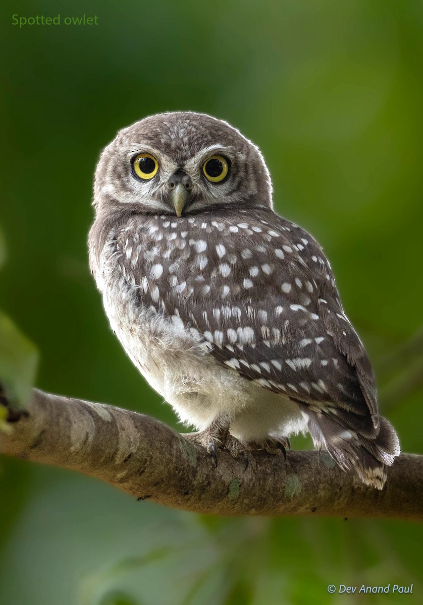 Spotted Owlet - Dev Anand Paul