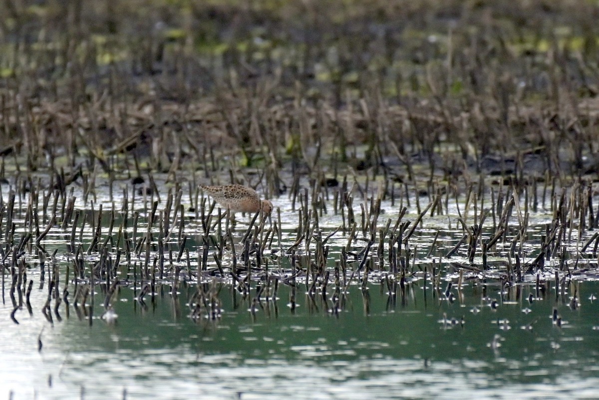 Short-billed Dowitcher - ML619265135