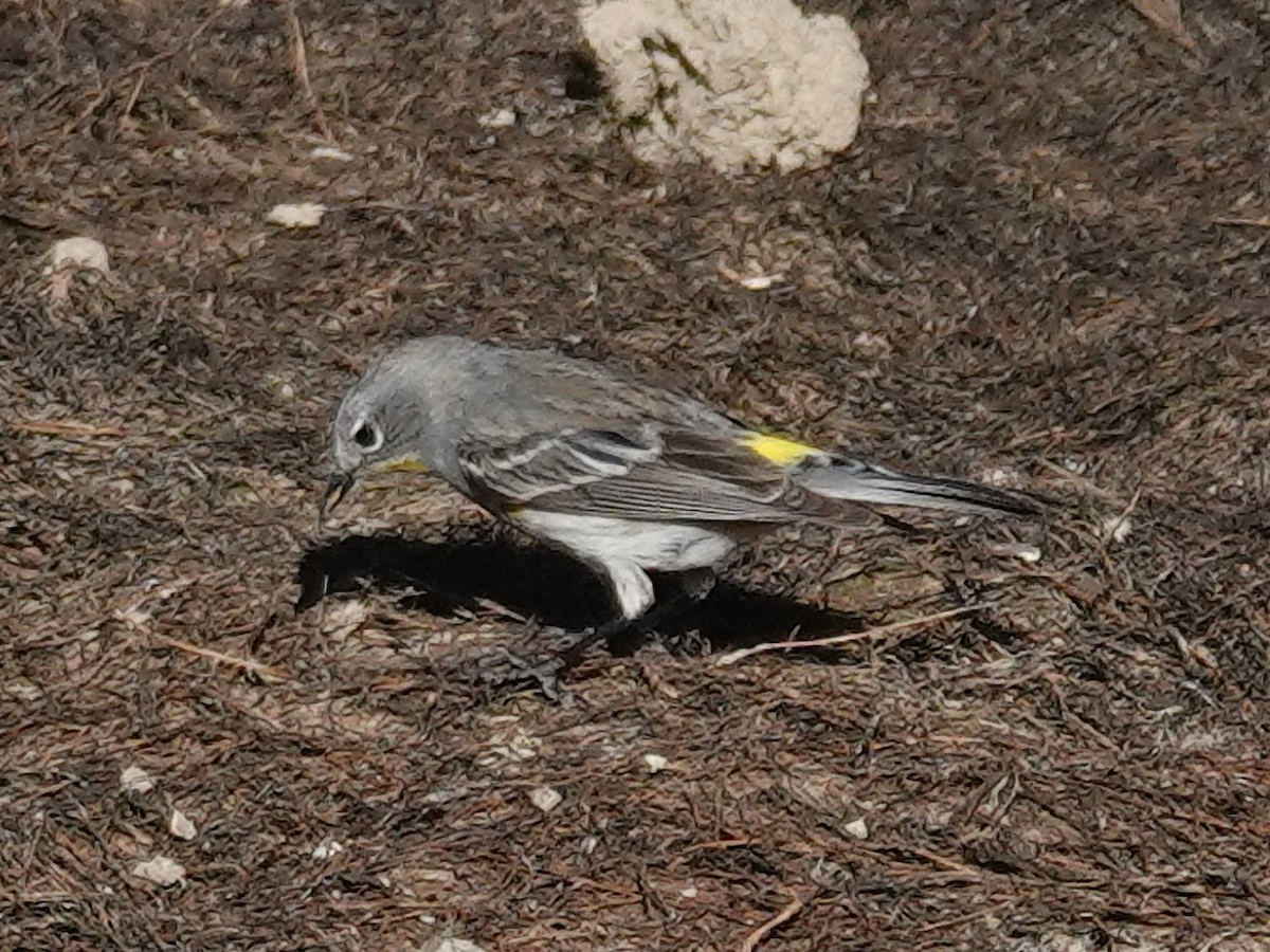 Yellow-rumped Warbler (Audubon's) - Barry Reed