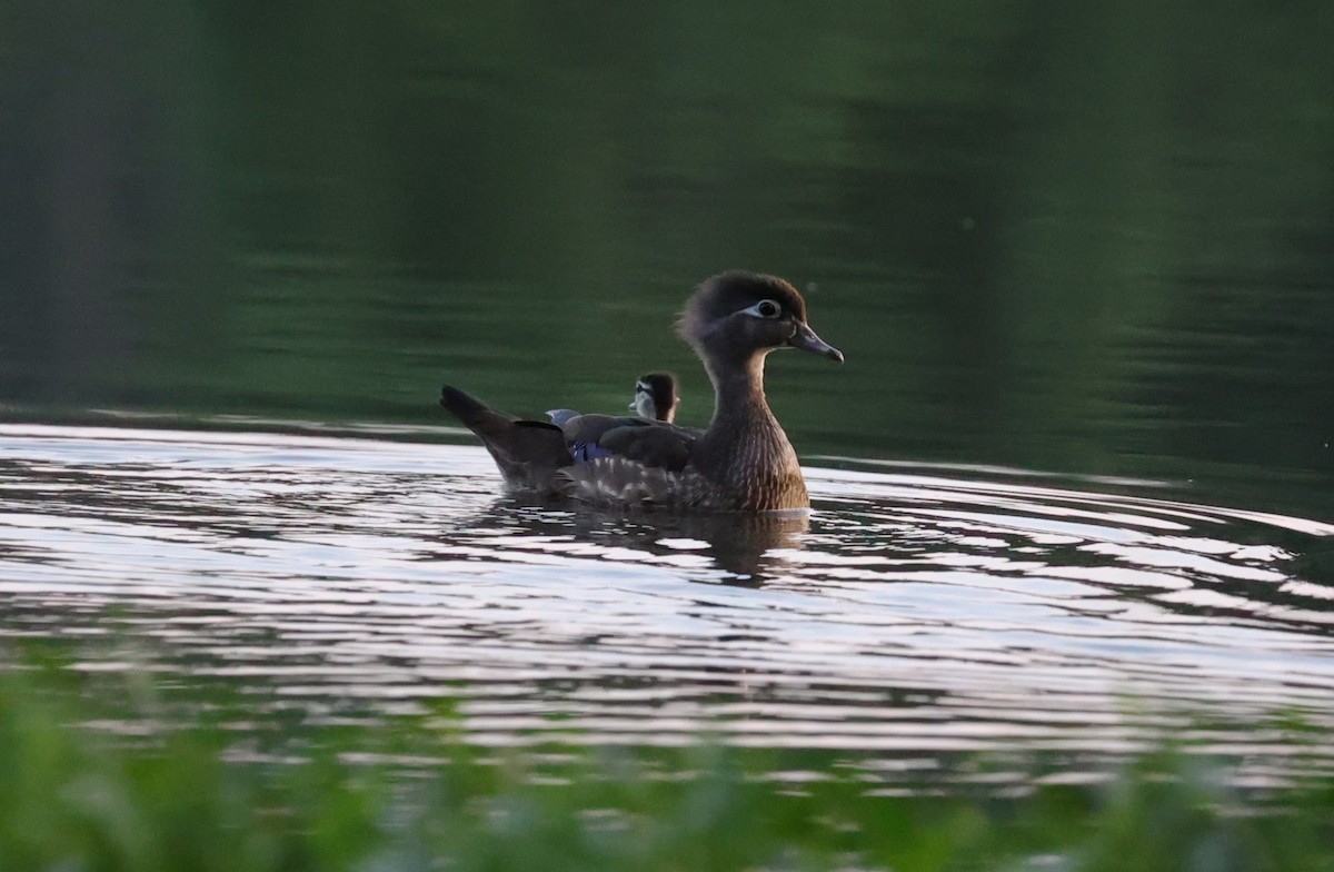 Wood Duck - Margareta Wieser