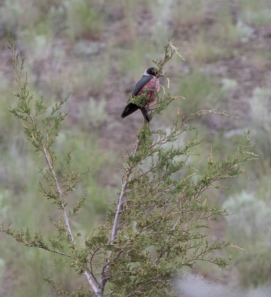 Lewis's Woodpecker - Alan Burger