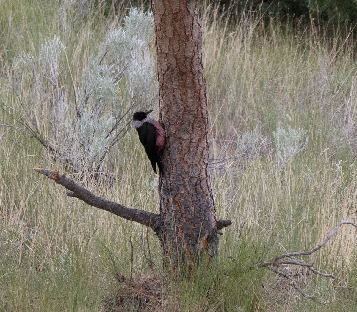 Lewis's Woodpecker - Alan Burger