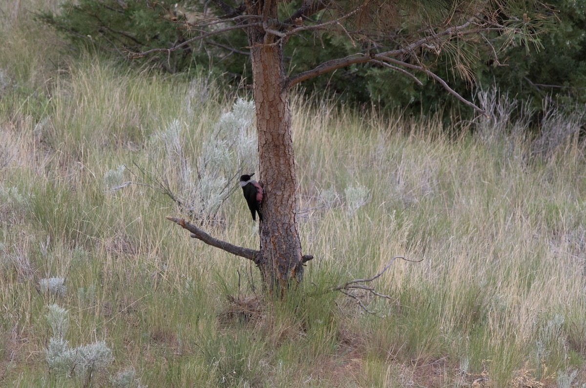 Lewis's Woodpecker - Alan Burger