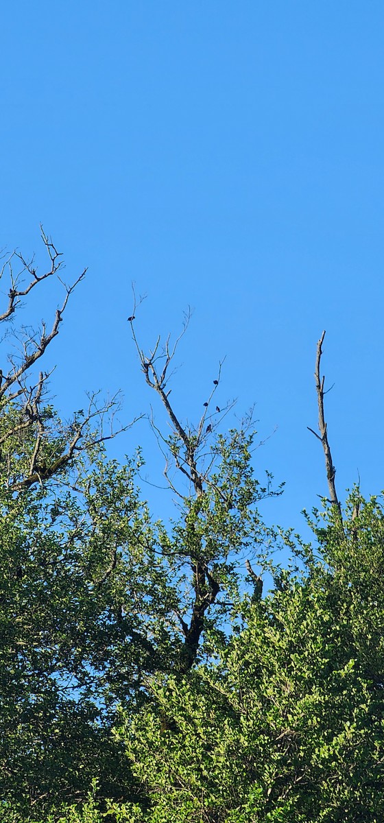 European Starling - Pantea Golzari