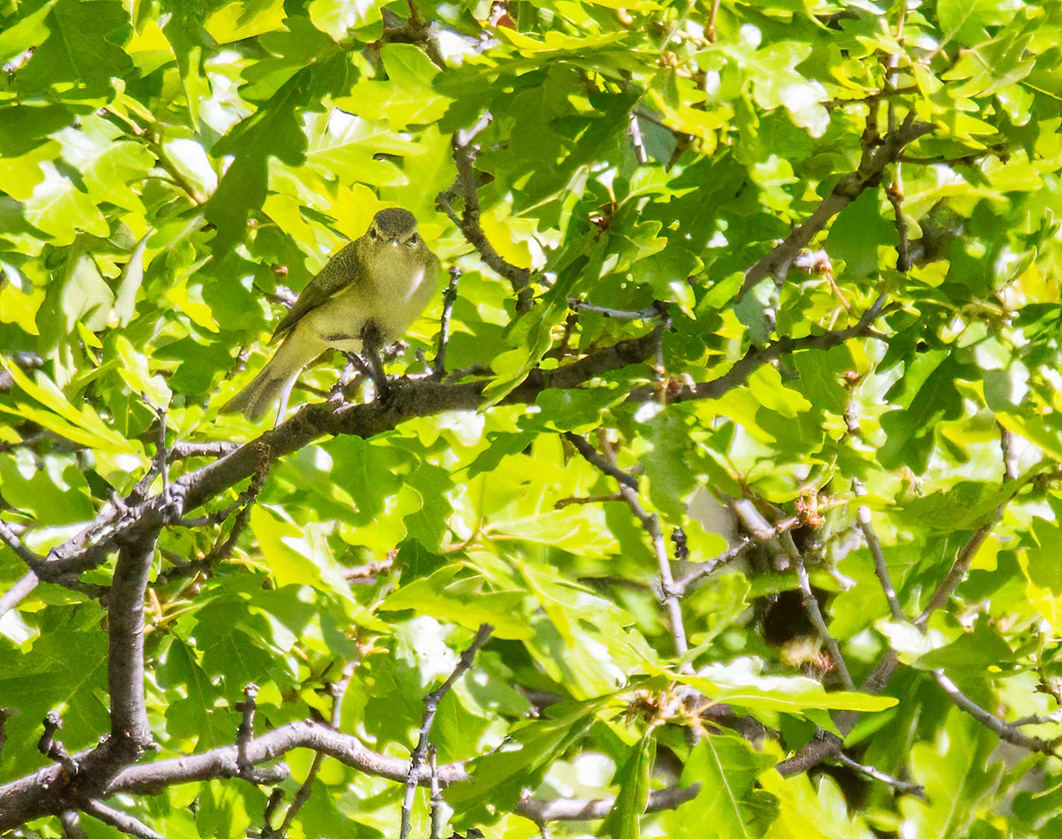 Warbling Vireo - Todd Miller