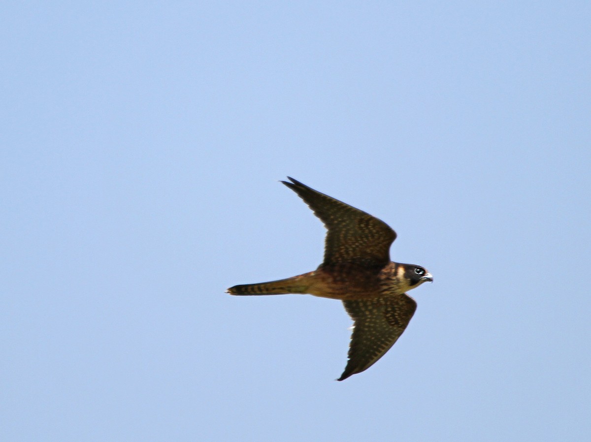 Australian Hobby - Mel Mitchell