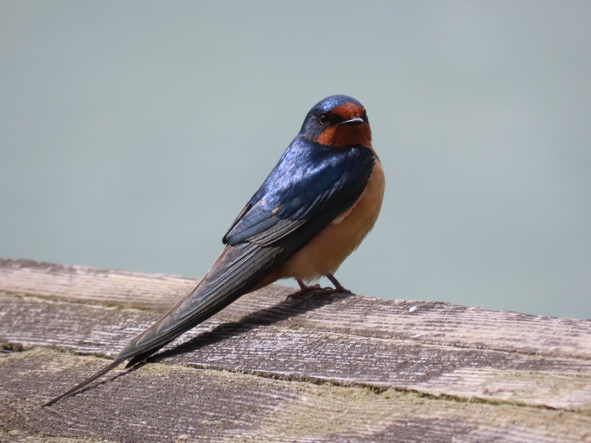 Barn Swallow - ML619265176