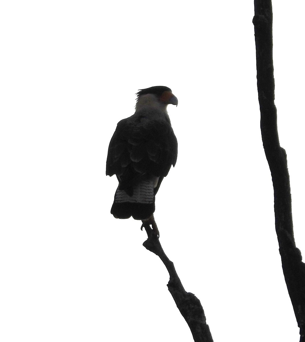 Crested Caracara - ML619265192