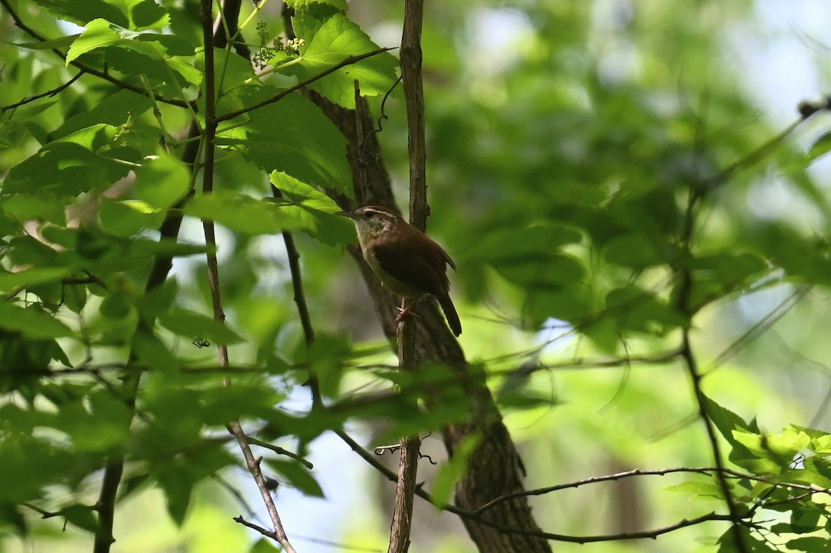 Carolina Wren - ML619265194