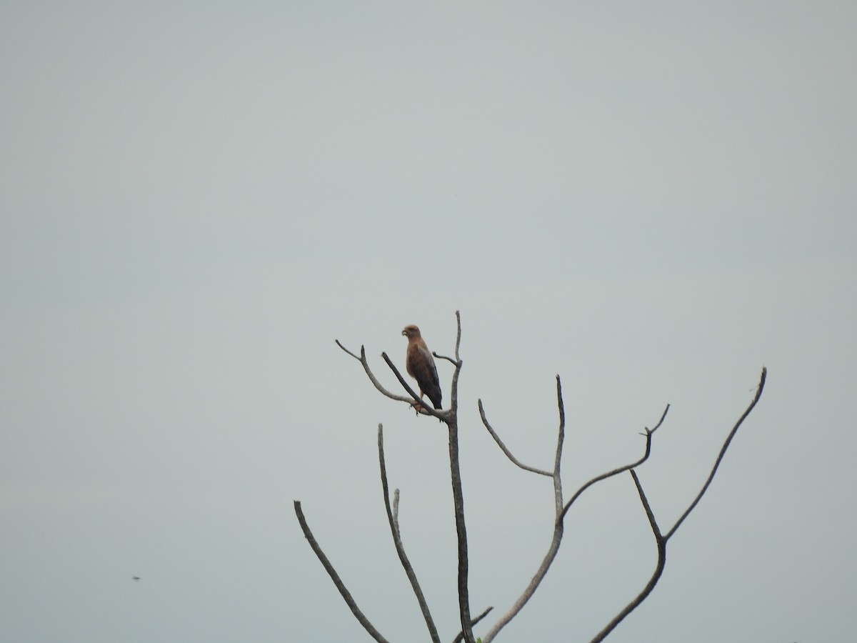 Savanna Hawk - Jorge Eduardo Mariño Indaburu @SmartBirding