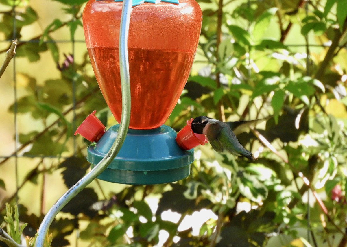 Costa's Hummingbird - ML619265216