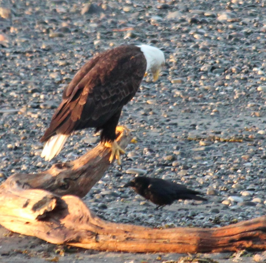 Bald Eagle - Milton Vine