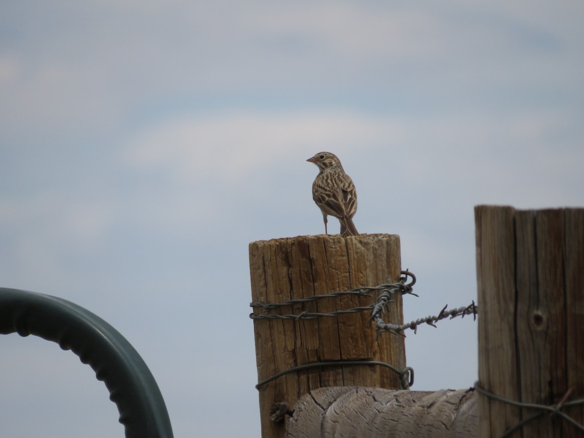 Vesper Sparrow - Allan Burrage