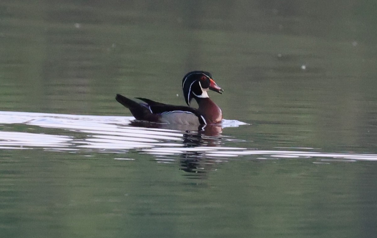 Wood Duck - ML619265248