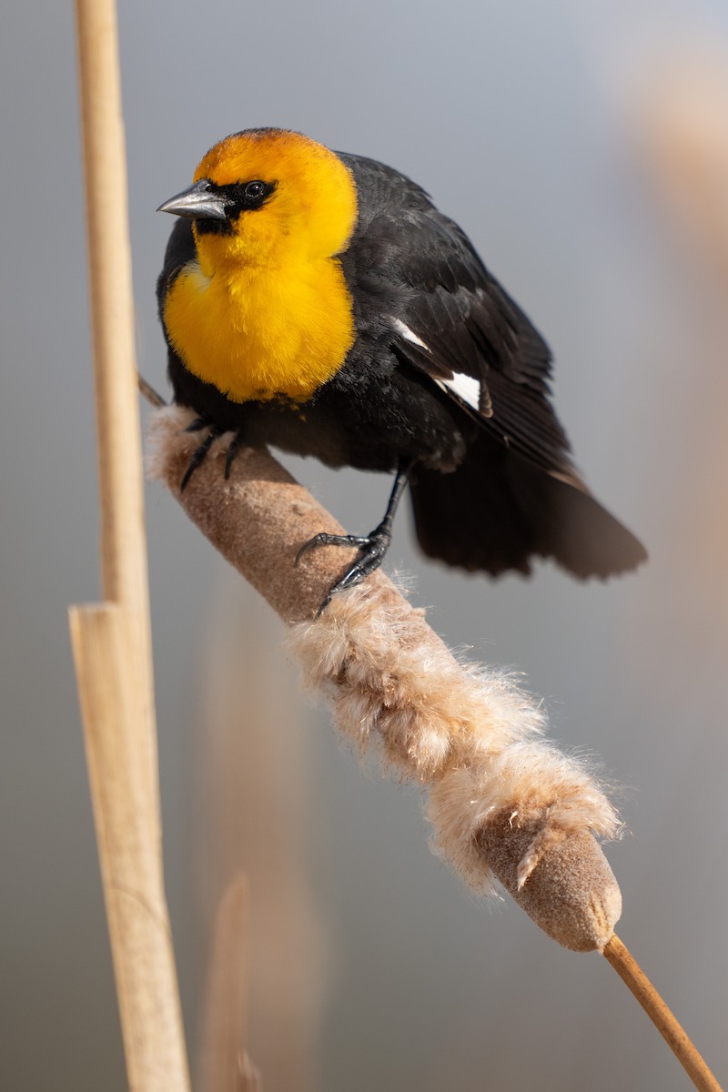 Yellow-headed Blackbird - Justin Hofman
