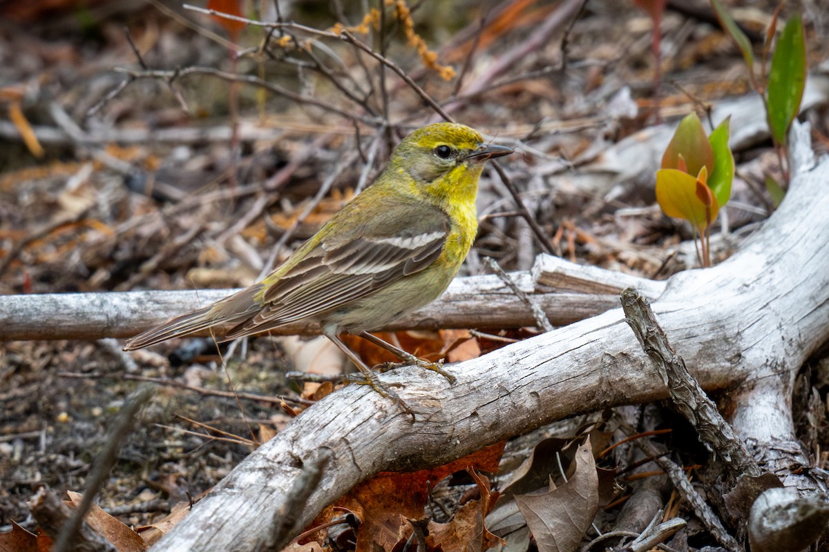 Pine Warbler - Chris Thomas