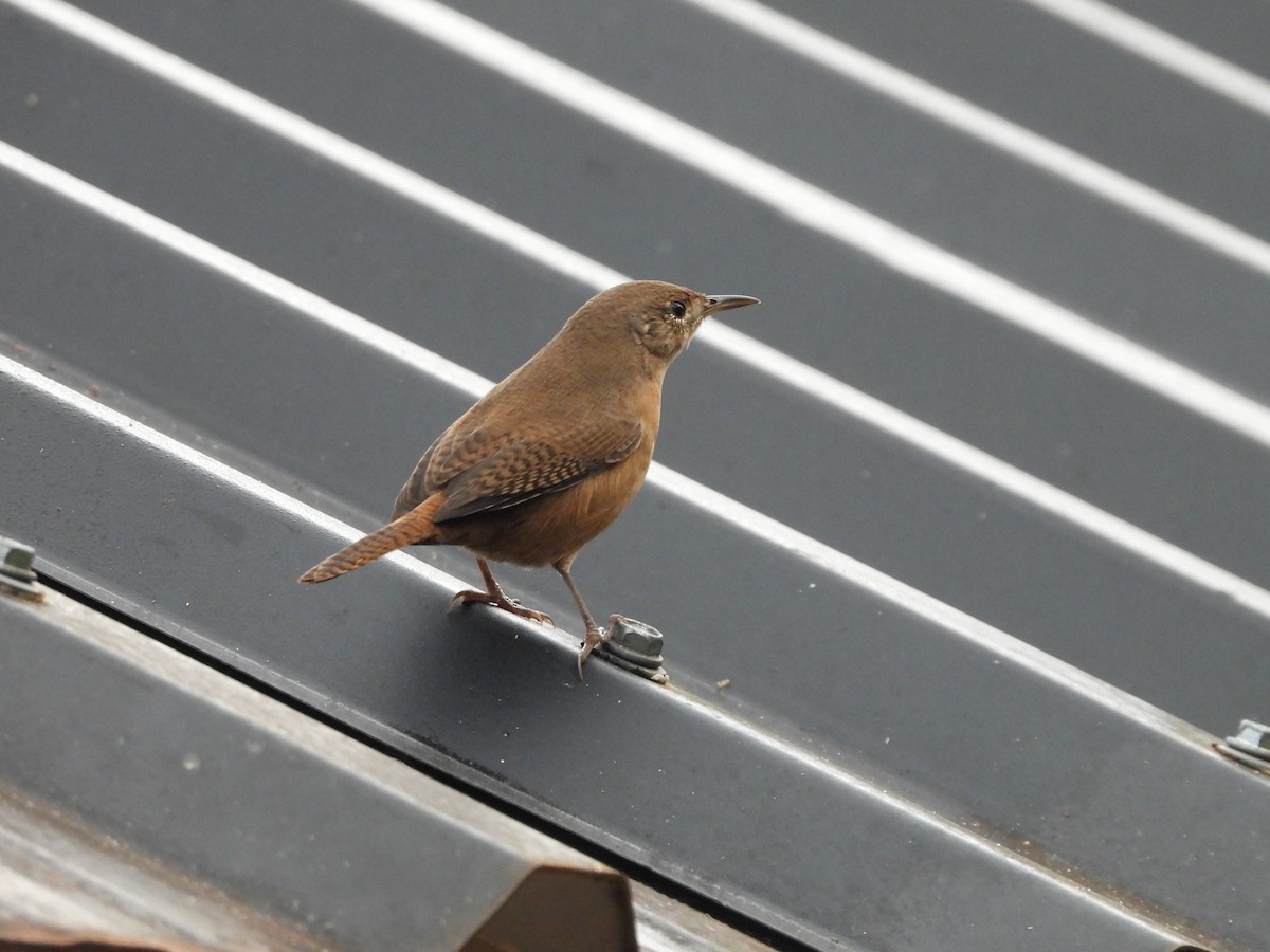 House Wren - Albeiro Erazo Farfán