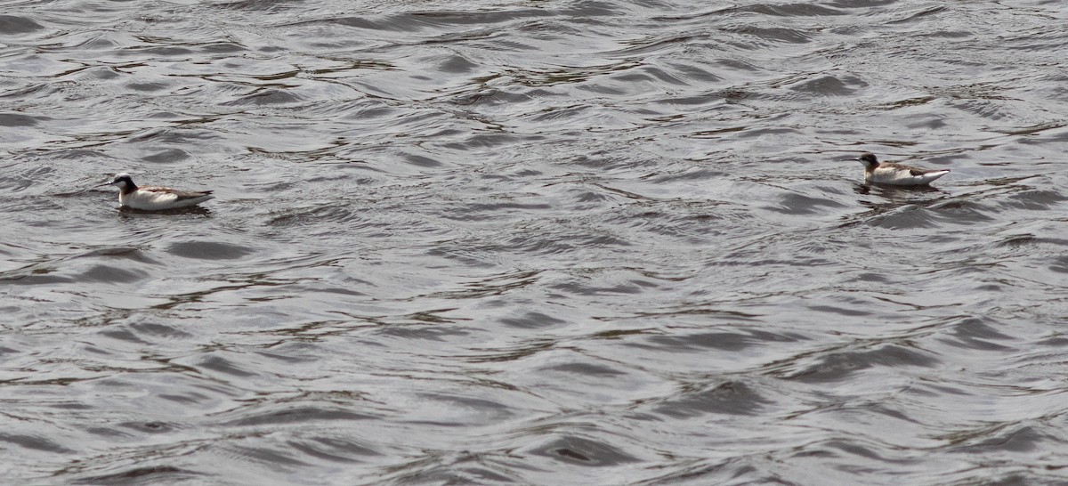 Wilson's Phalarope - Alan Burger