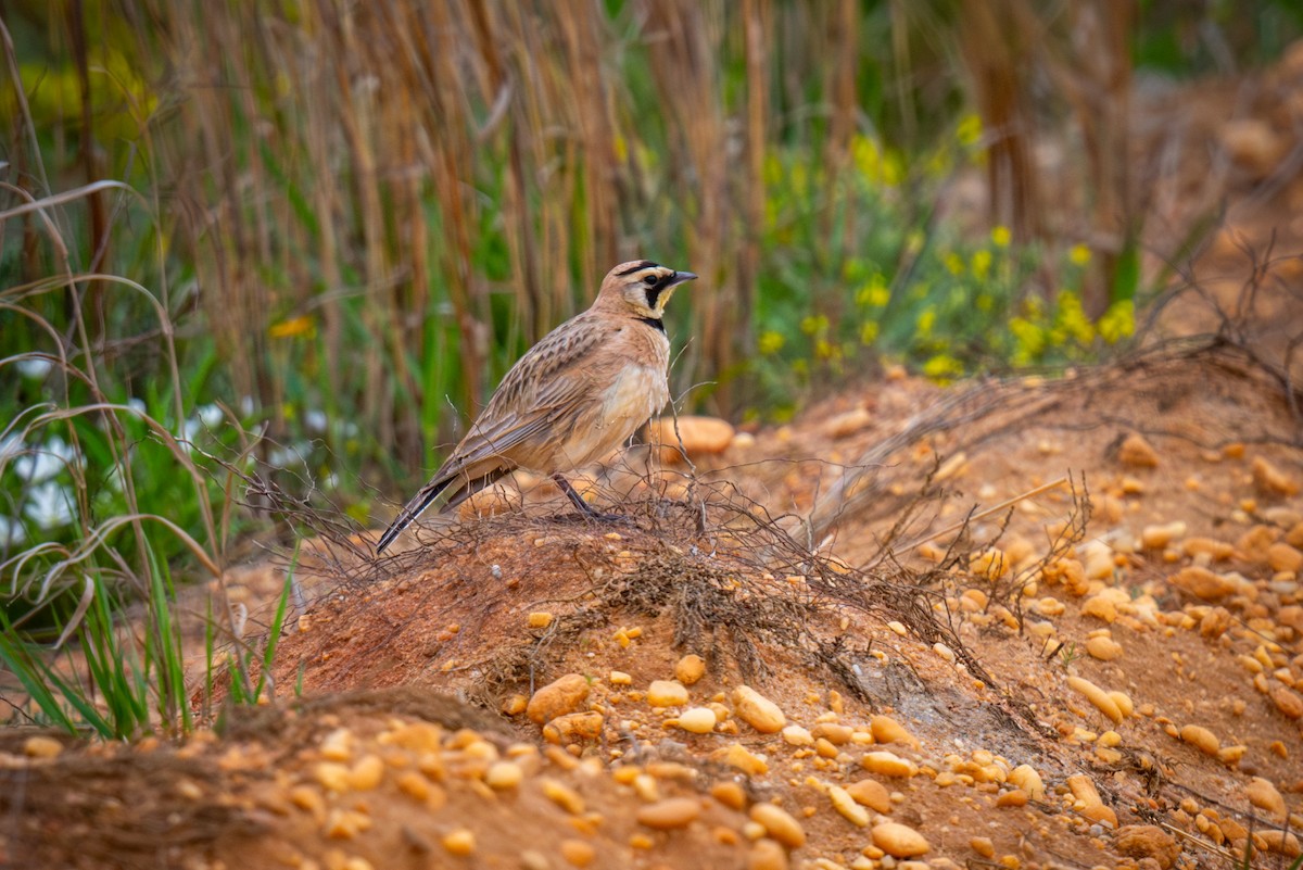 Horned Lark - Chris Thomas