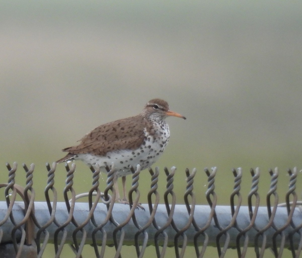Spotted Sandpiper - Marilyn Smith