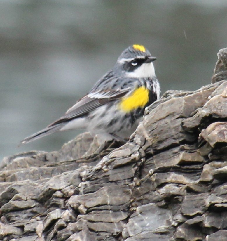 Yellow-rumped Warbler (Myrtle) - Milton Vine