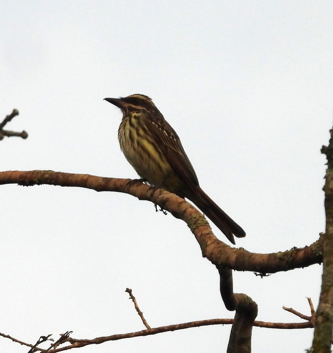 Streaked Flycatcher - ML619265293