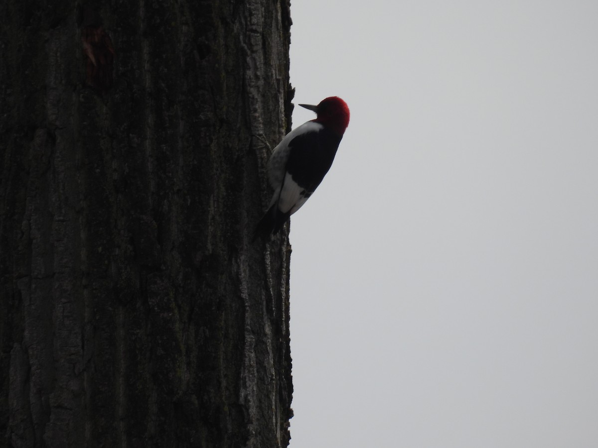 Red-headed Woodpecker - ML619265301