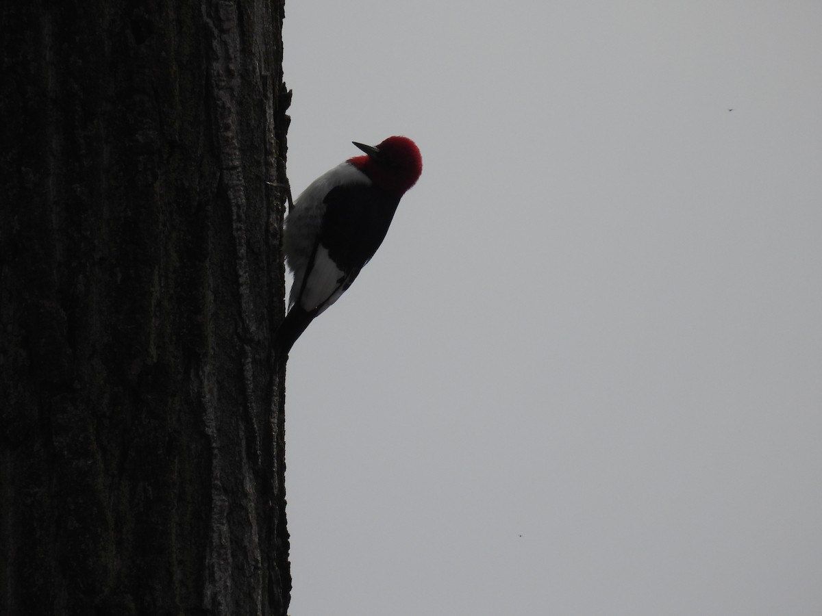 Red-headed Woodpecker - ML619265303