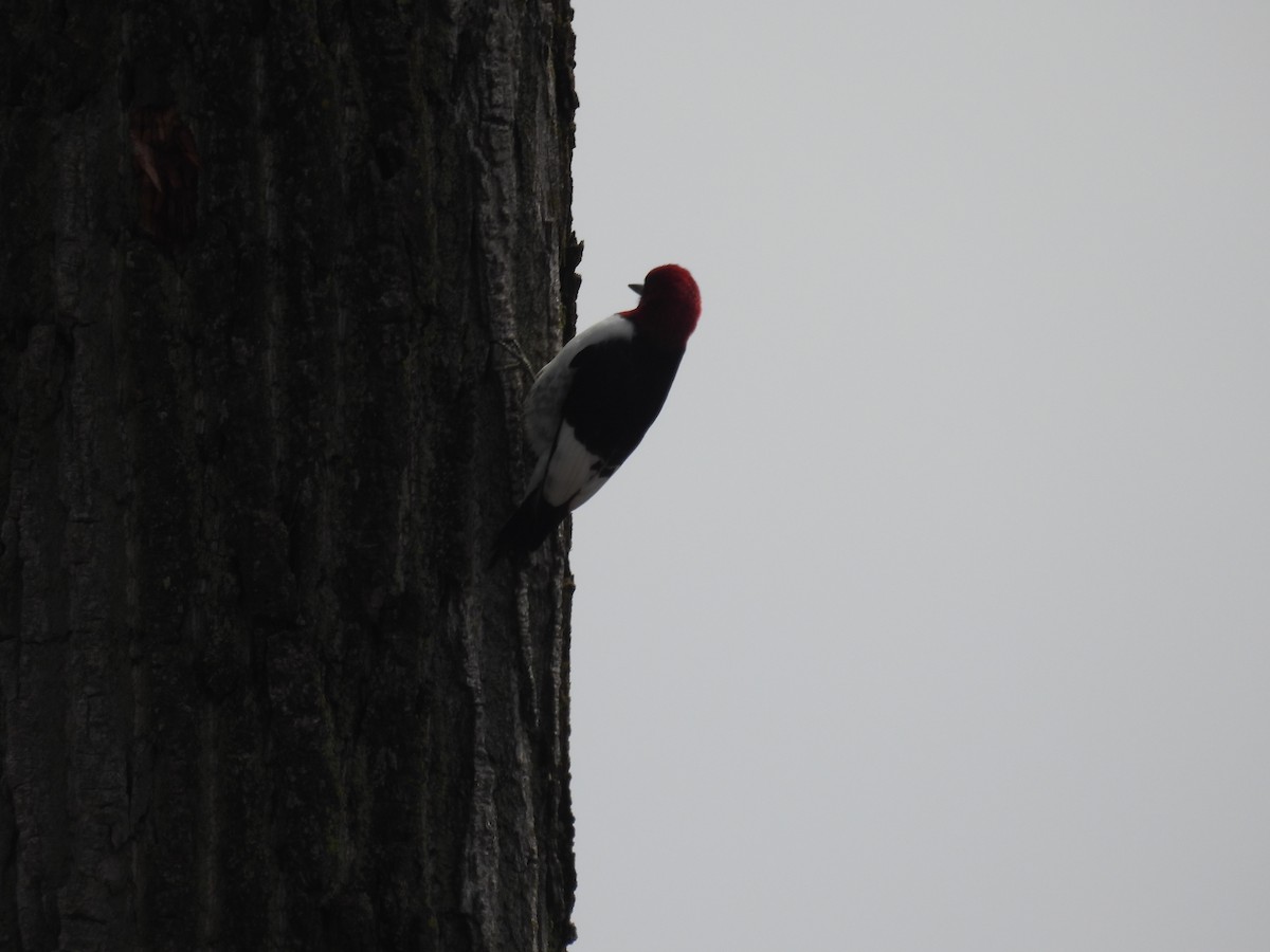 Red-headed Woodpecker - Tim Winslow