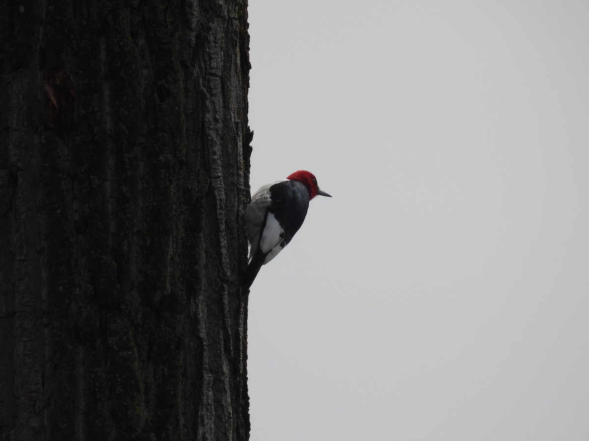 Red-headed Woodpecker - ML619265306