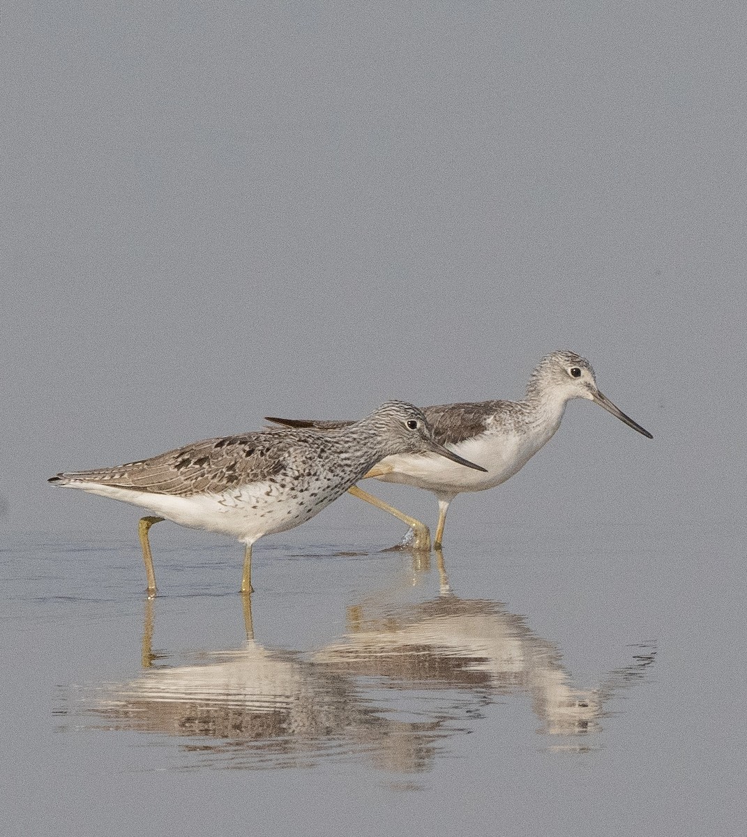 Common Greenshank - Bhupinderjit  Kaur Waraich