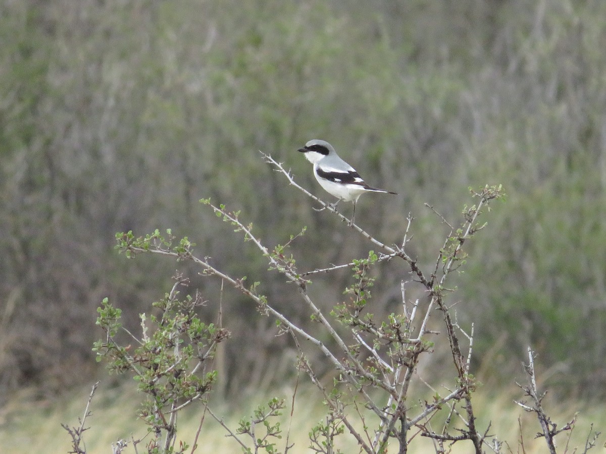 Loggerhead Shrike - Allan Burrage