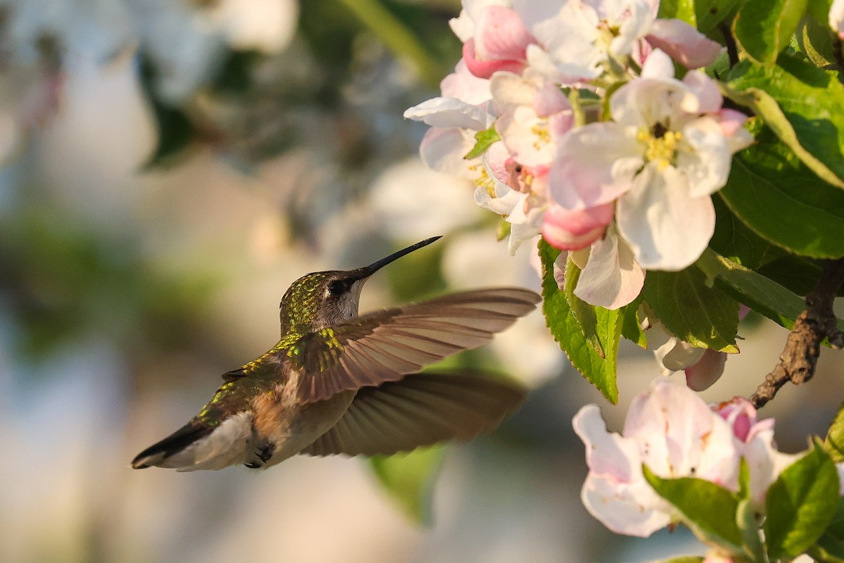 Ruby-throated Hummingbird - Scott Castelein