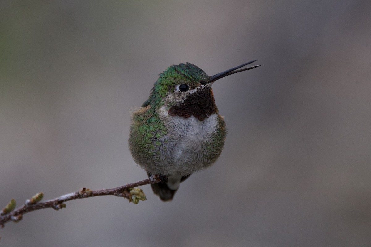 Broad-tailed Hummingbird - Elizabeth Moon