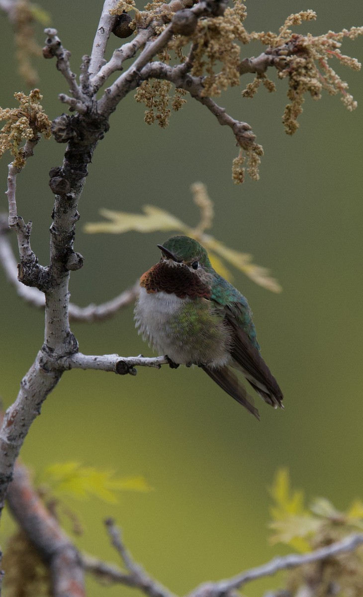 Broad-tailed Hummingbird - Elizabeth Moon
